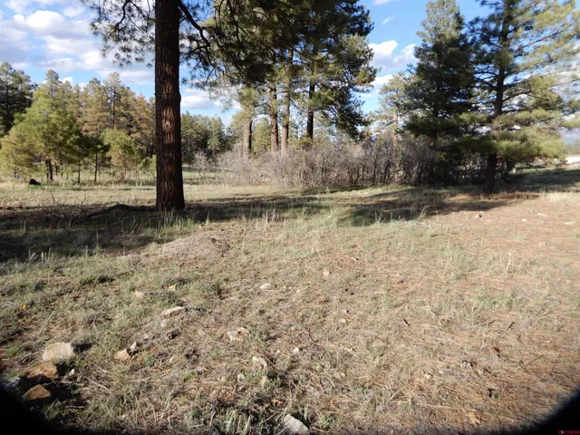 a view of a garden with a bench
