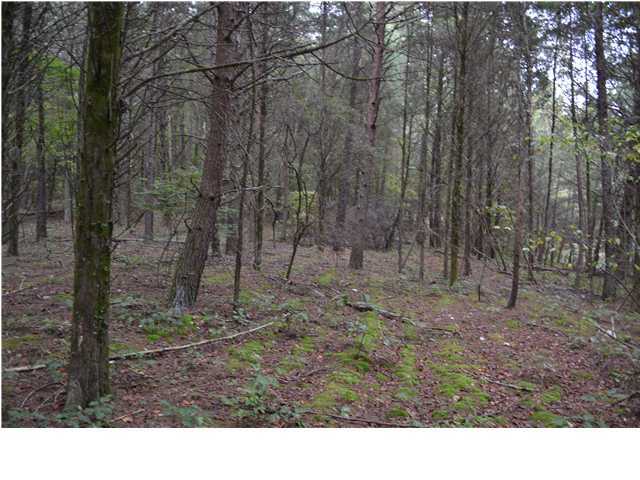 16438 May Road Sale Creek, TN 37373 - Photo 2 of 5 Additional Photo