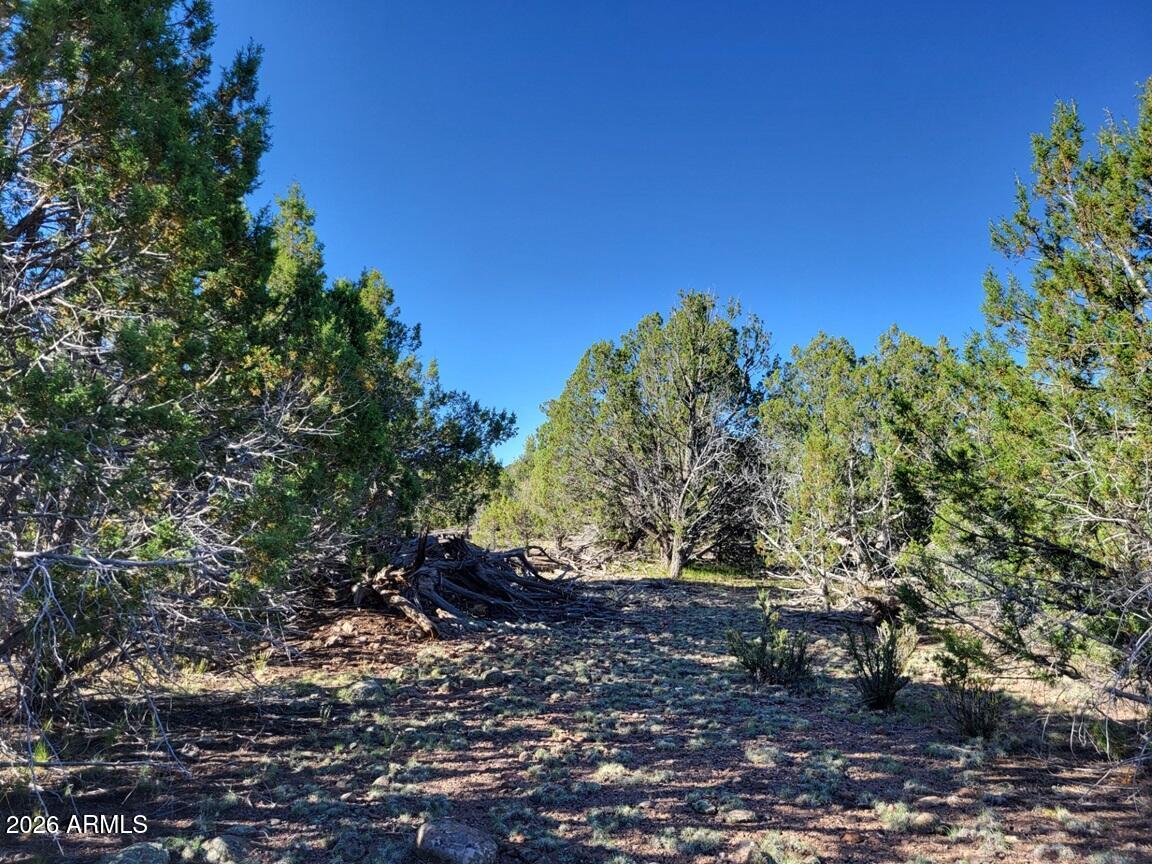107 North A N Ranch Road, Unit 107A Williams, AZ 86046 - Photo 13 of 18 a view of a yard
