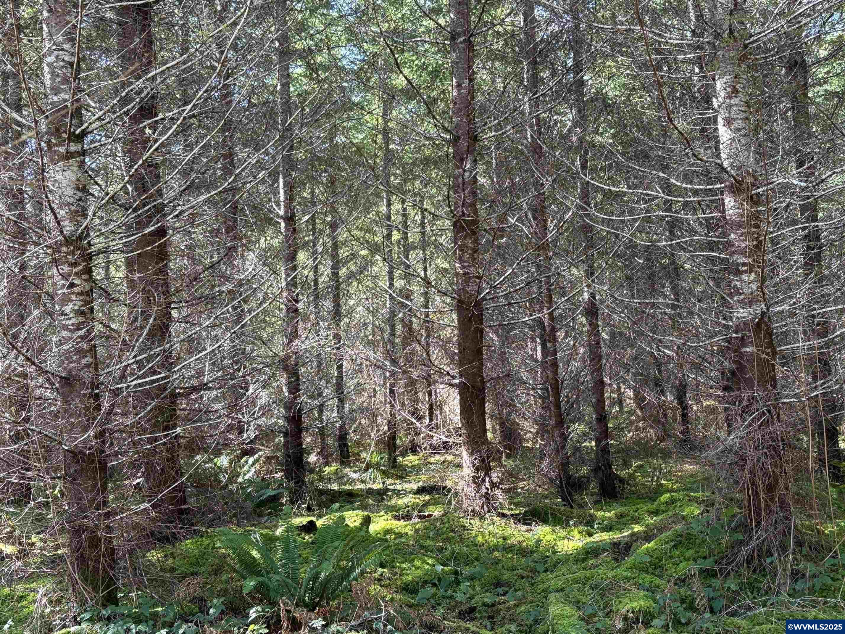 0 Boiler Creek Road Springfield, OR 97478 - Photo 18 of 26