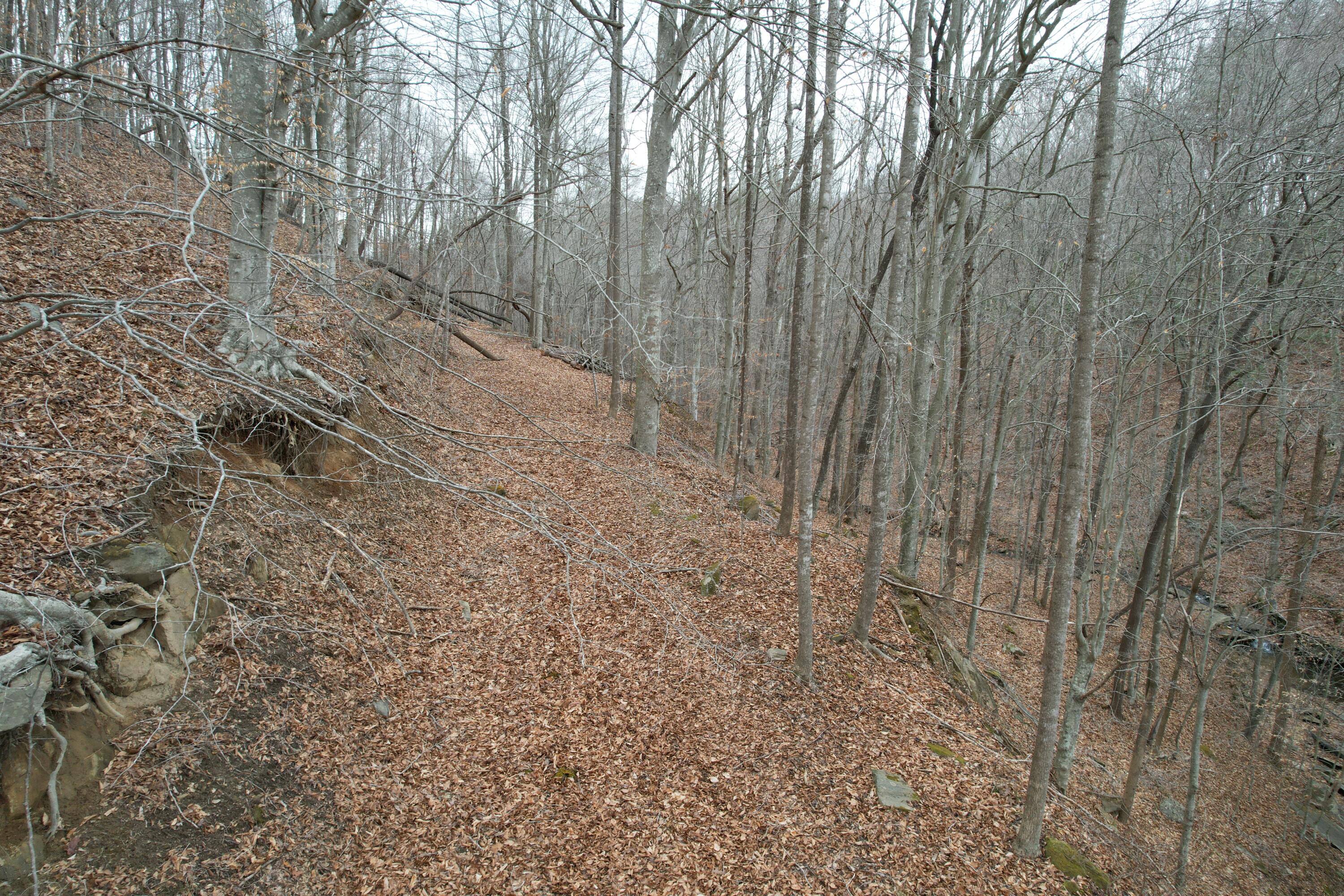 0 Carson Drive Ferrum, VA 24088 - Photo 35 of 60 a view of a yard with trees in the background
