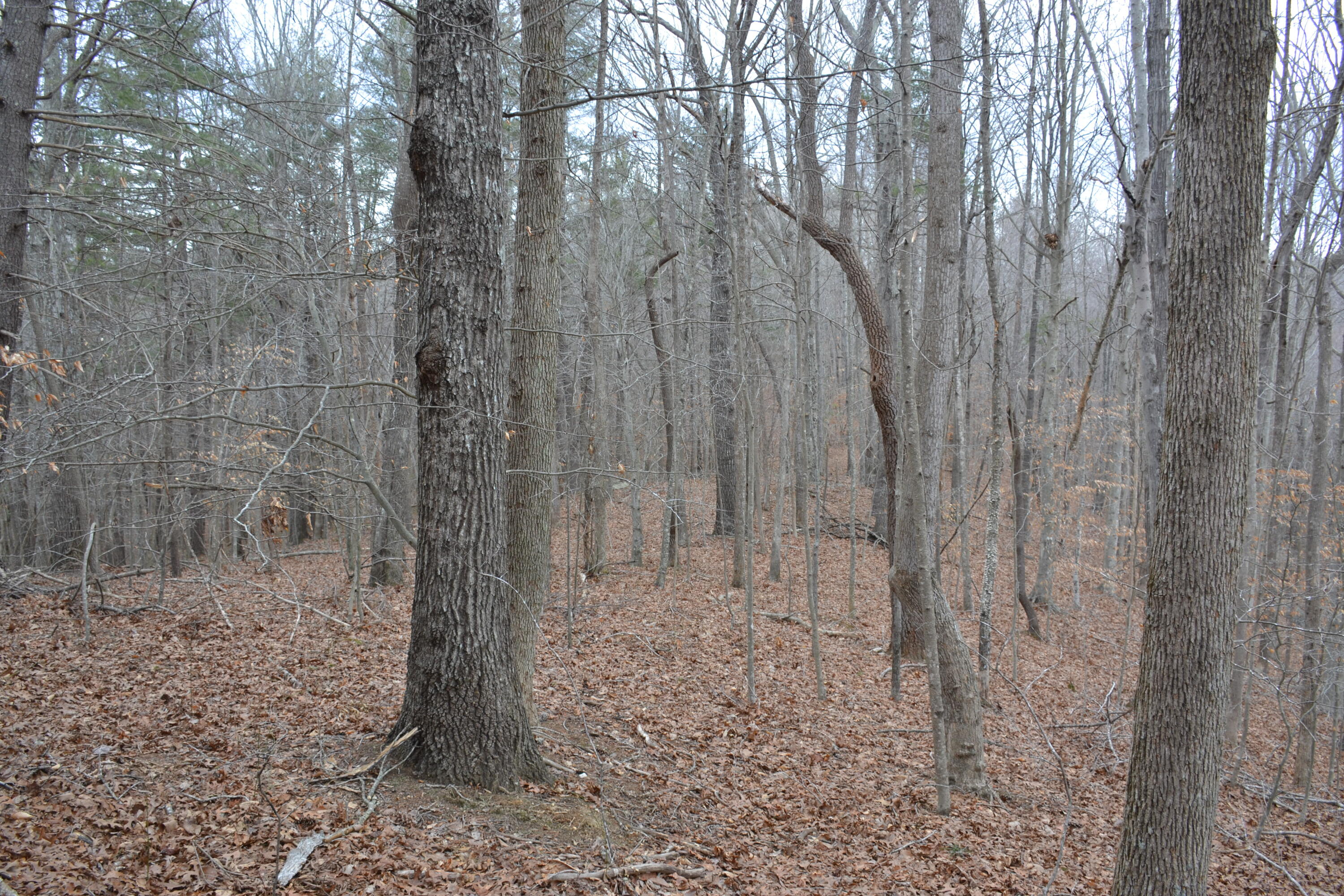 0 Carson Drive Ferrum, VA 24088 - Photo 36 of 60 a view of a pathway with a yard