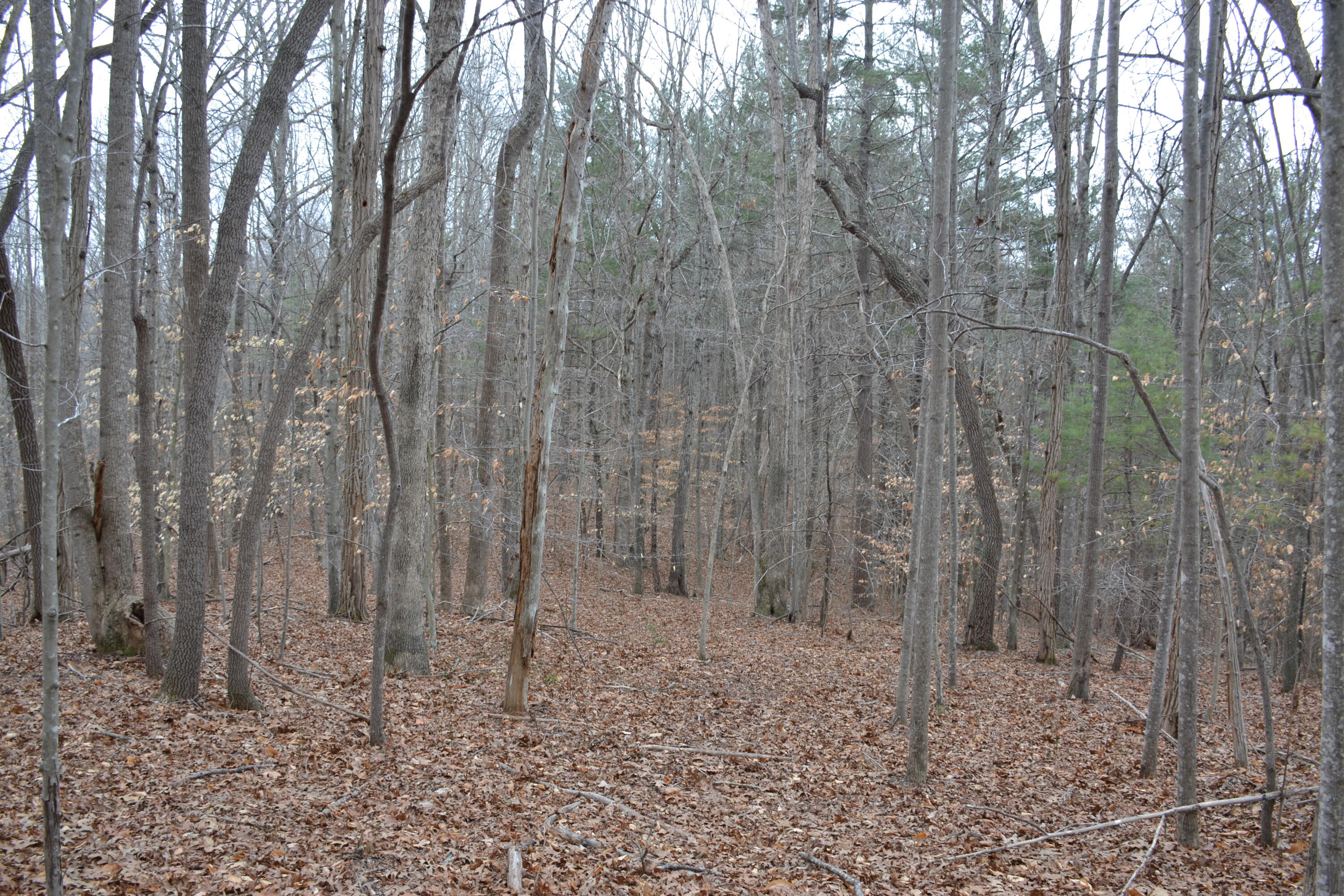 0 Carson Drive Ferrum, VA 24088 - Photo 40 of 60 a view of a forest