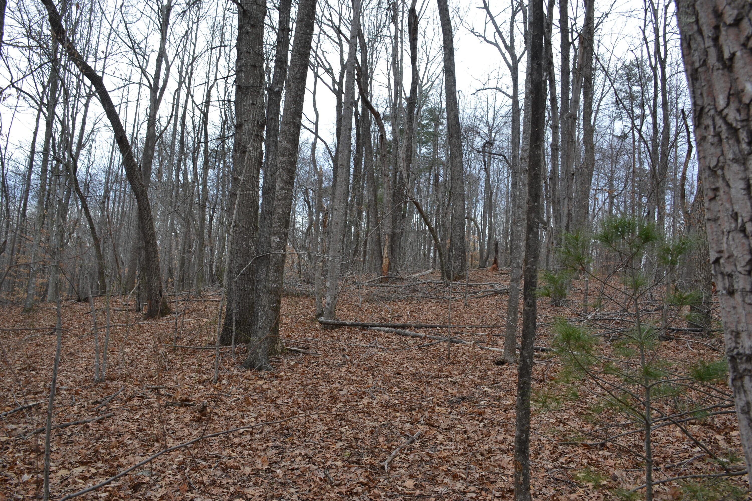 0 Carson Drive Ferrum, VA 24088 - Photo 42 of 60 a view of backyard with green space