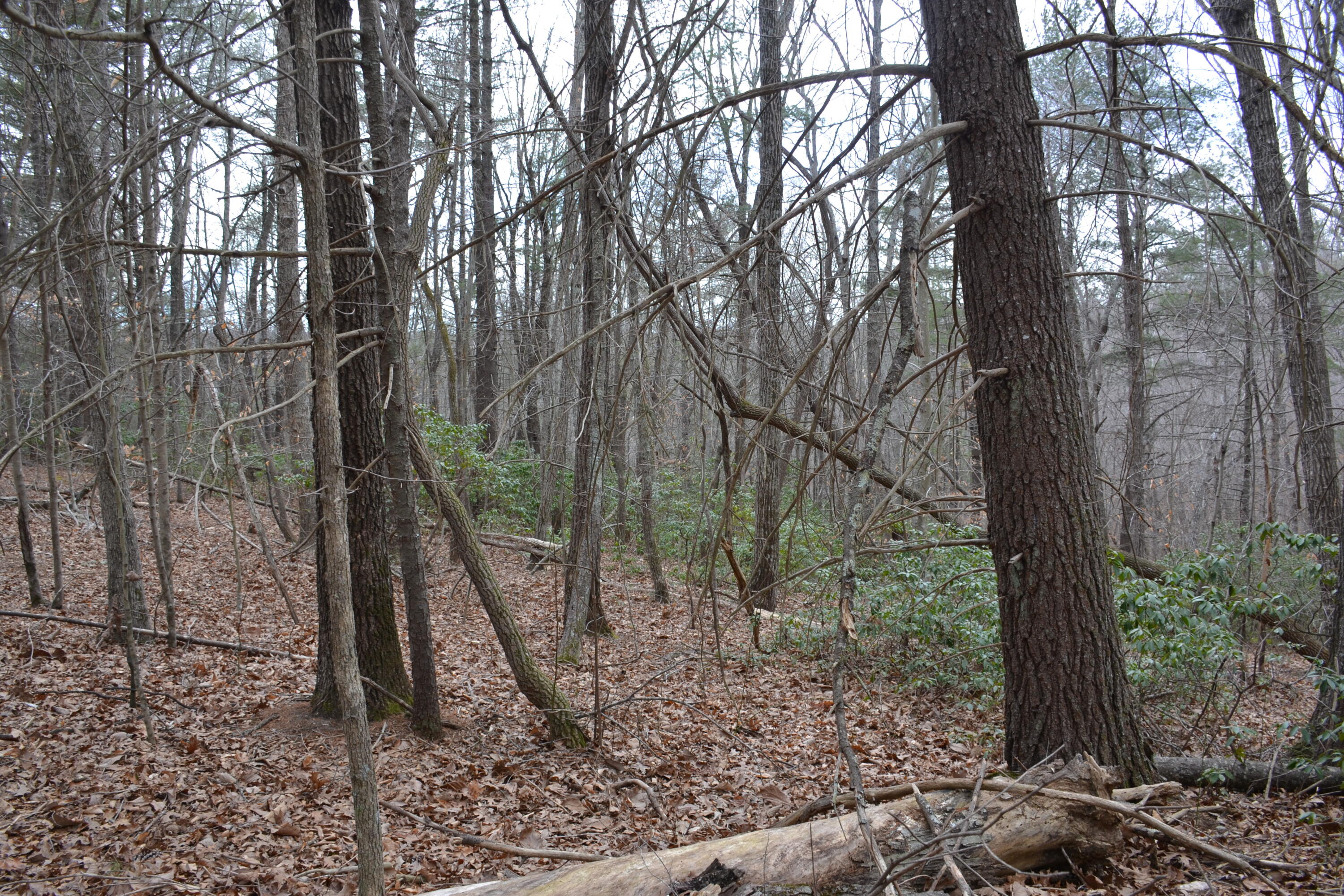 0 Carson Drive Ferrum, VA 24088 - Photo 43 of 60 a view of a backyard