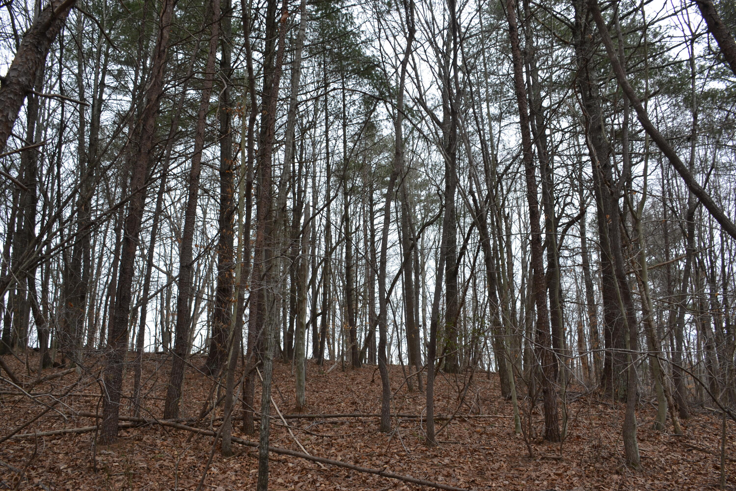 0 Carson Drive Ferrum, VA 24088 - Photo 44 of 60 a view of forest