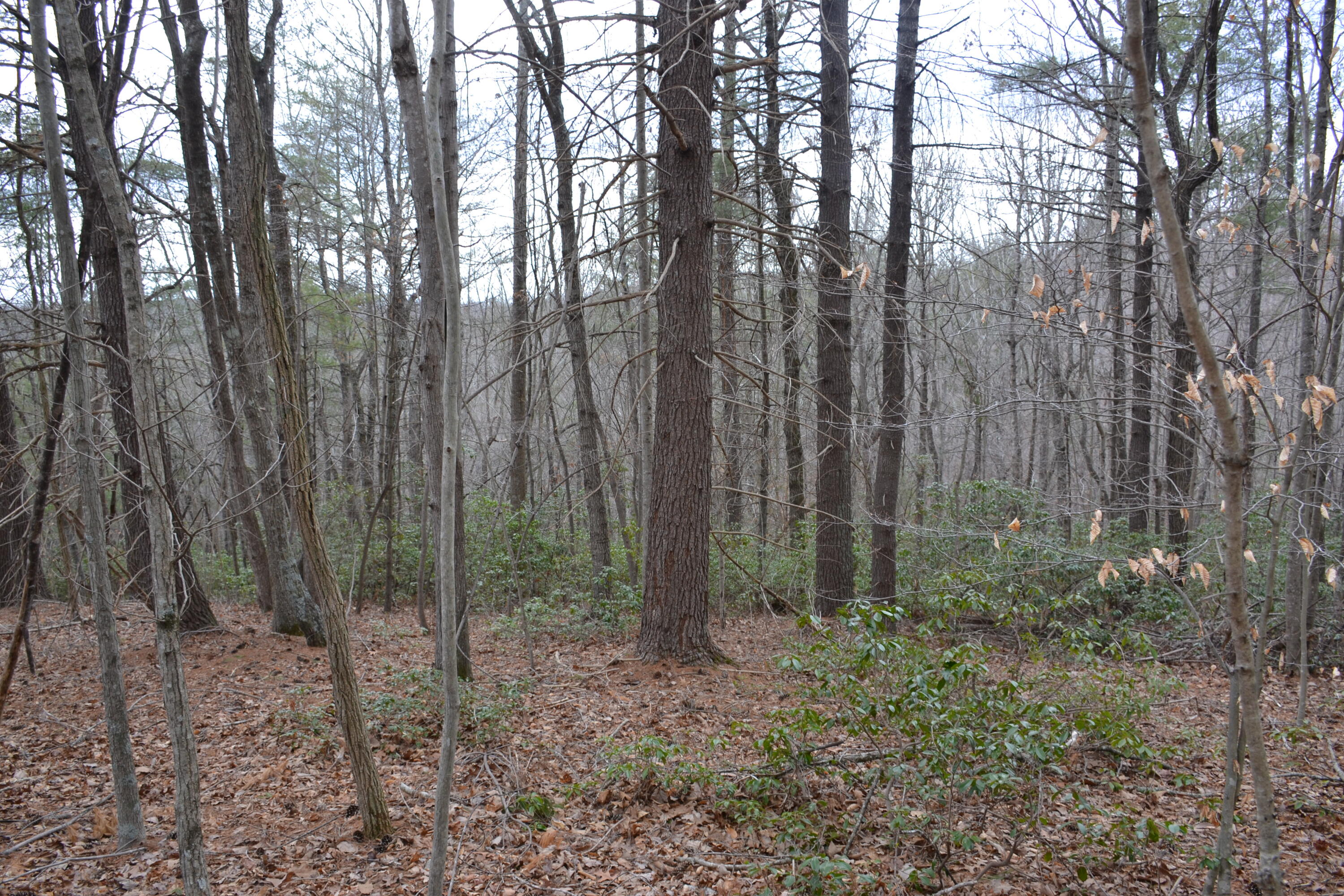 0 Carson Drive Ferrum, VA 24088 - Photo 45 of 60 a view of forest