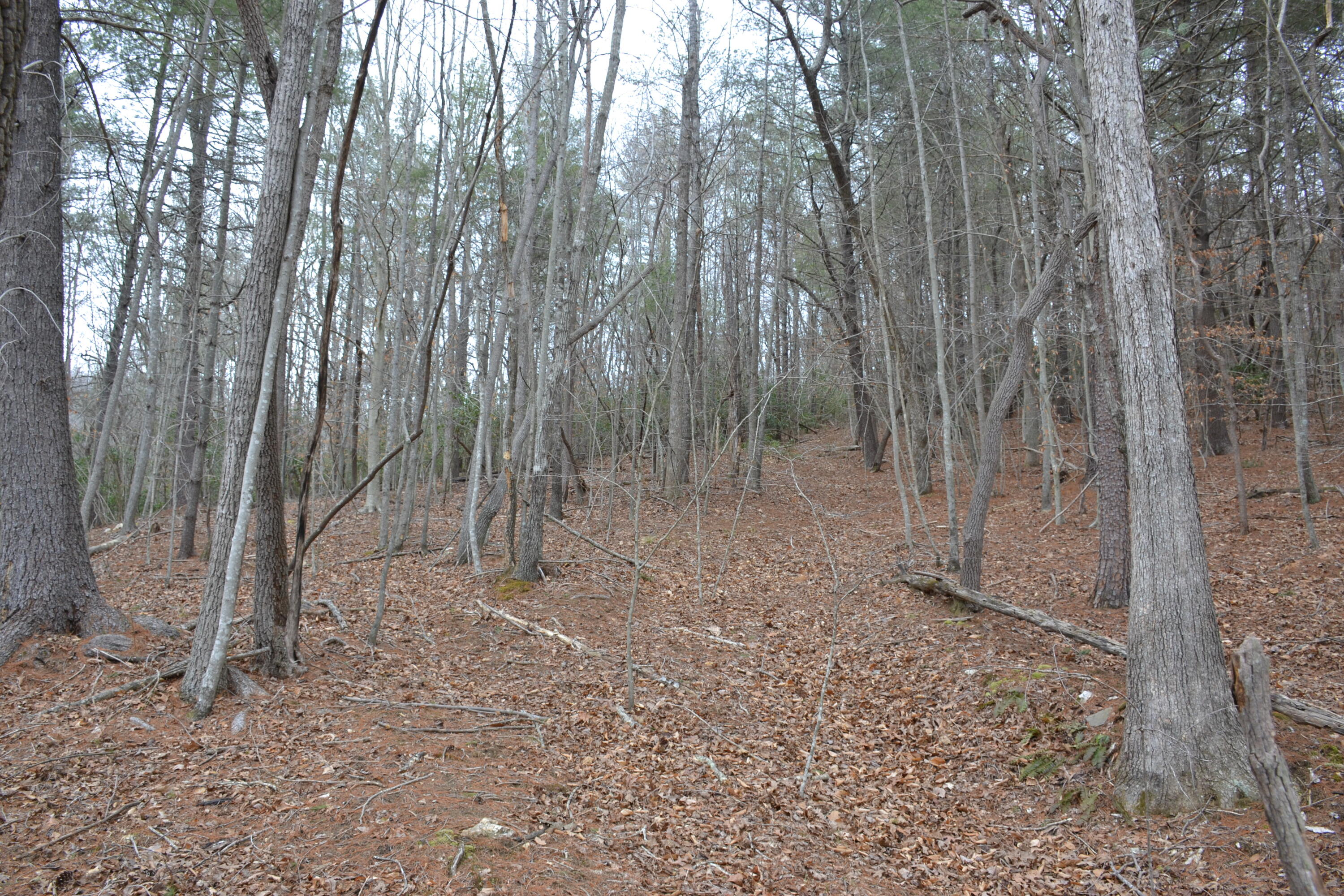 0 Carson Drive Ferrum, VA 24088 - Photo 47 of 60 a view of a forest with trees in the background