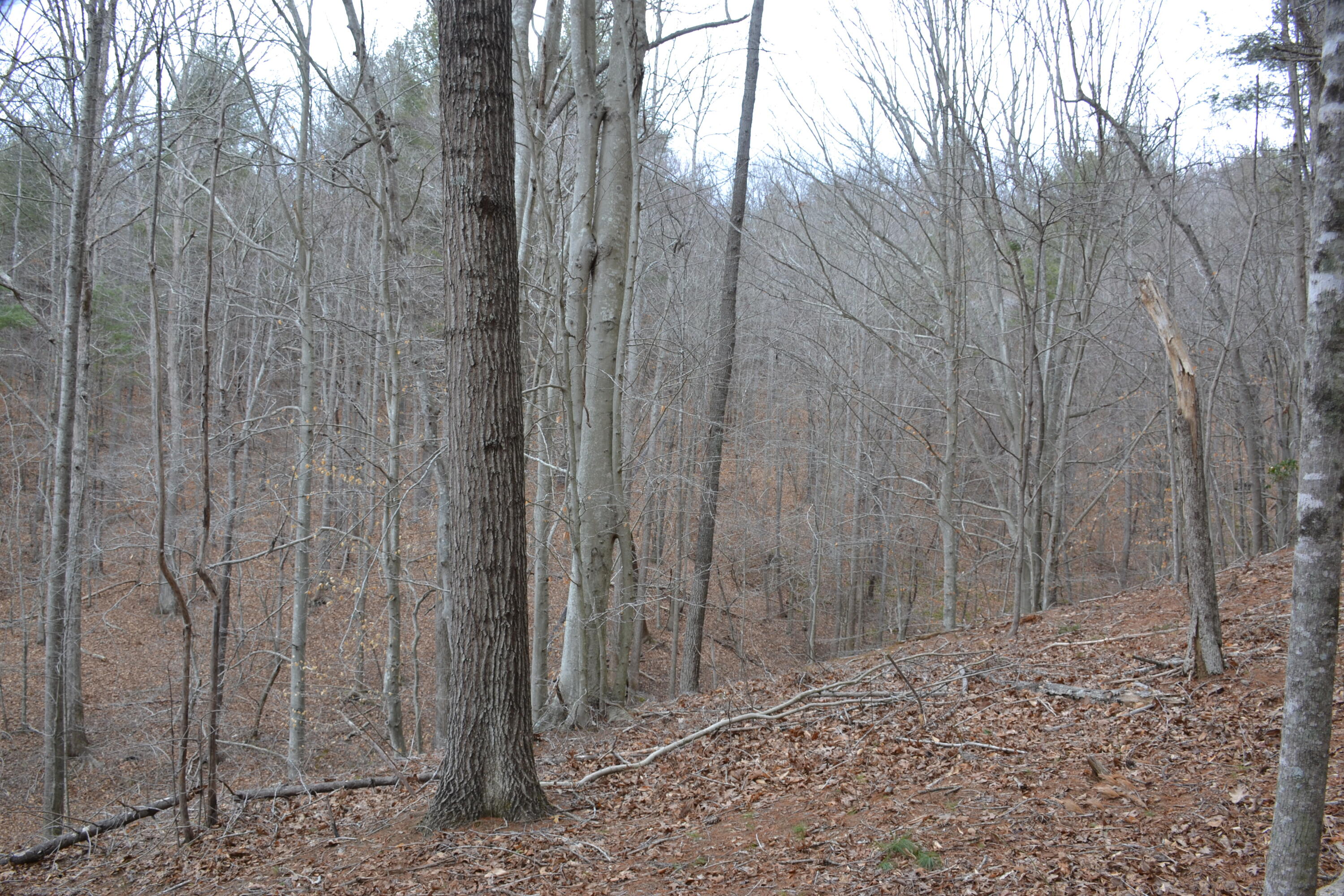 0 Carson Drive Ferrum, VA 24088 - Photo 48 of 60 a view of a pathway of a yard
