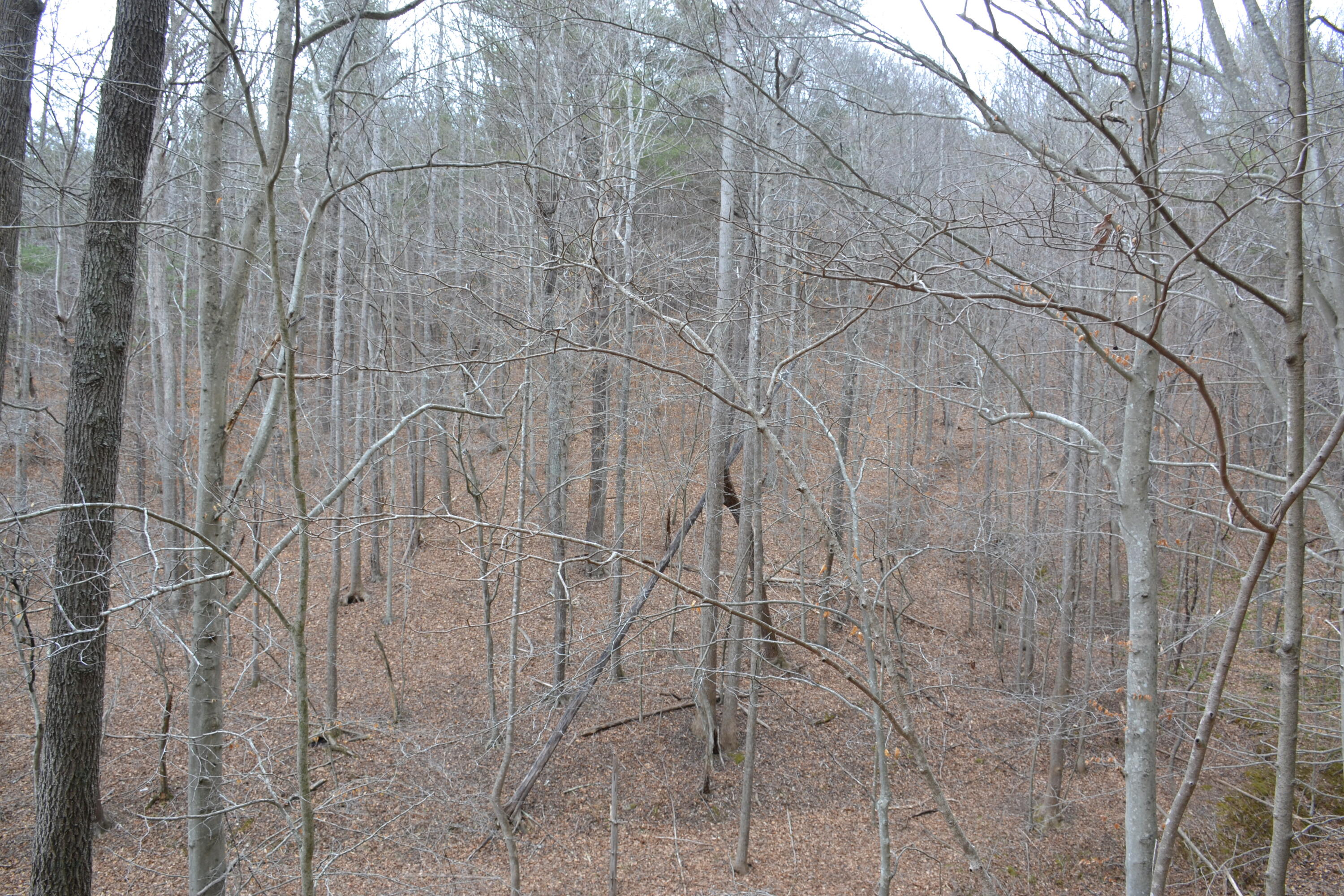 0 Carson Drive Ferrum, VA 24088 - Photo 50 of 60 a backyard of a house
