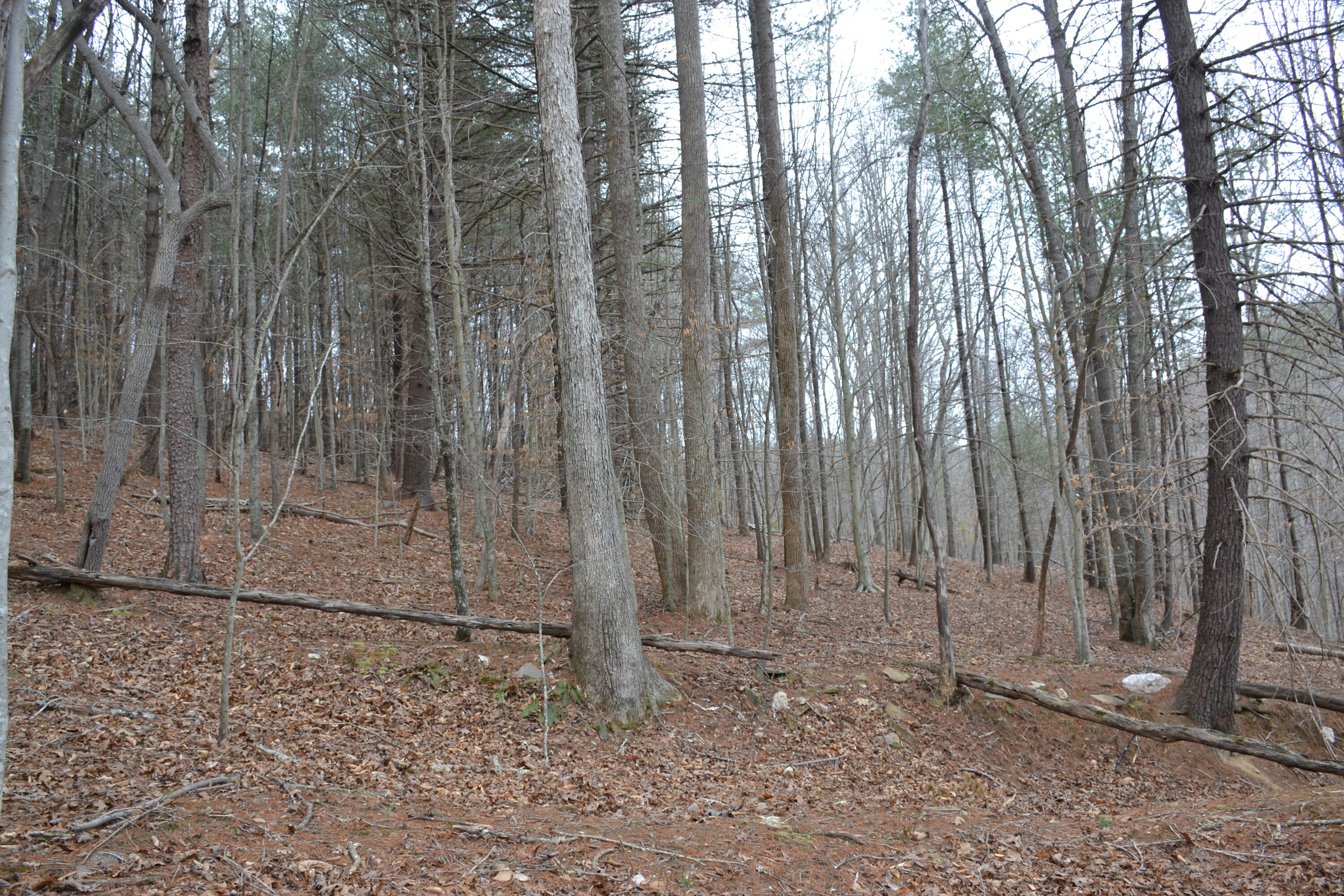 0 Carson Drive Ferrum, VA 24088 - Photo 51 of 60 a view of a backyard with trees