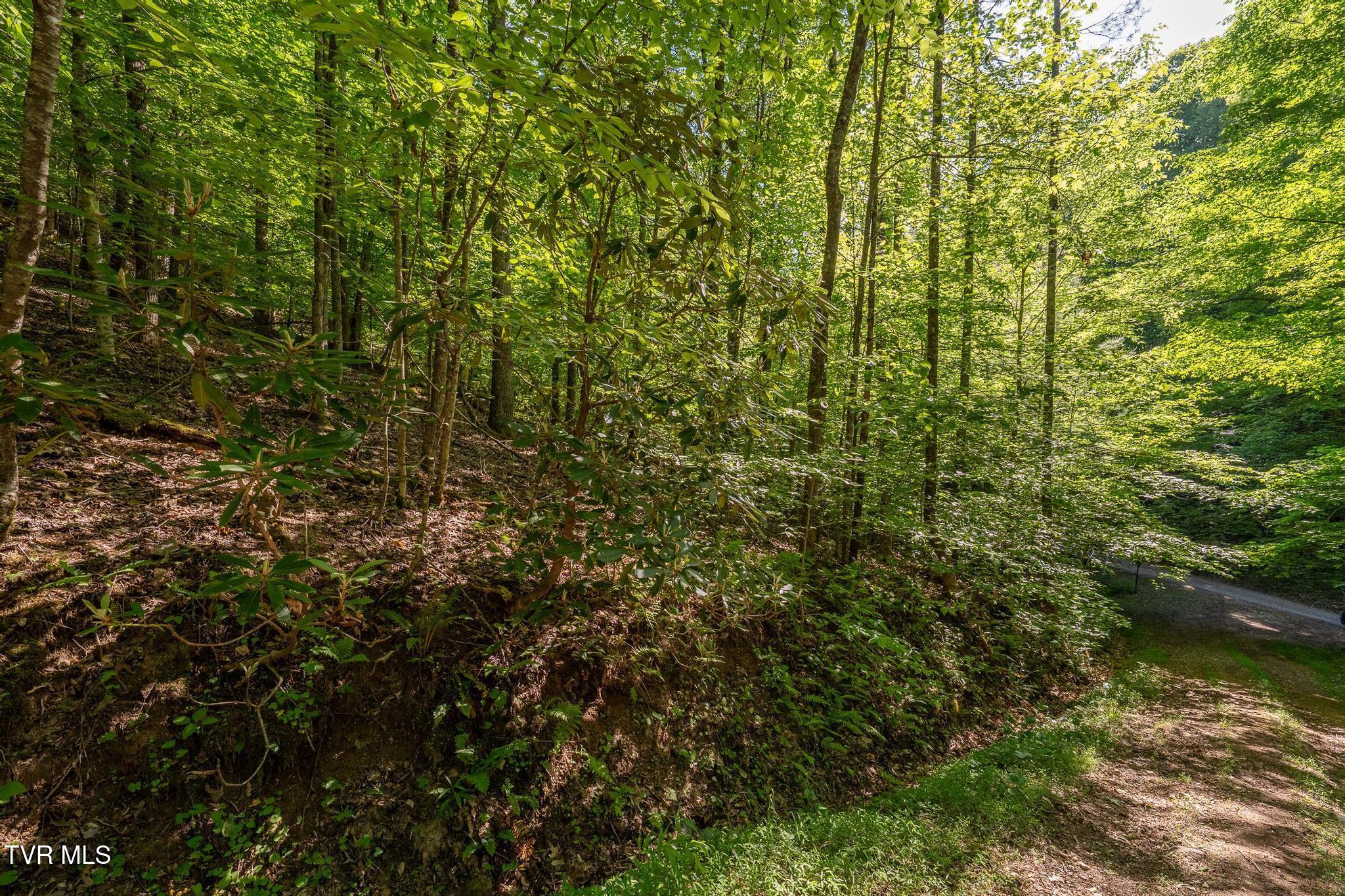 Tbd Canaan Road Butler, TN 37640 - Photo 10 of 24 TBD Canaan Road (32 of 39)