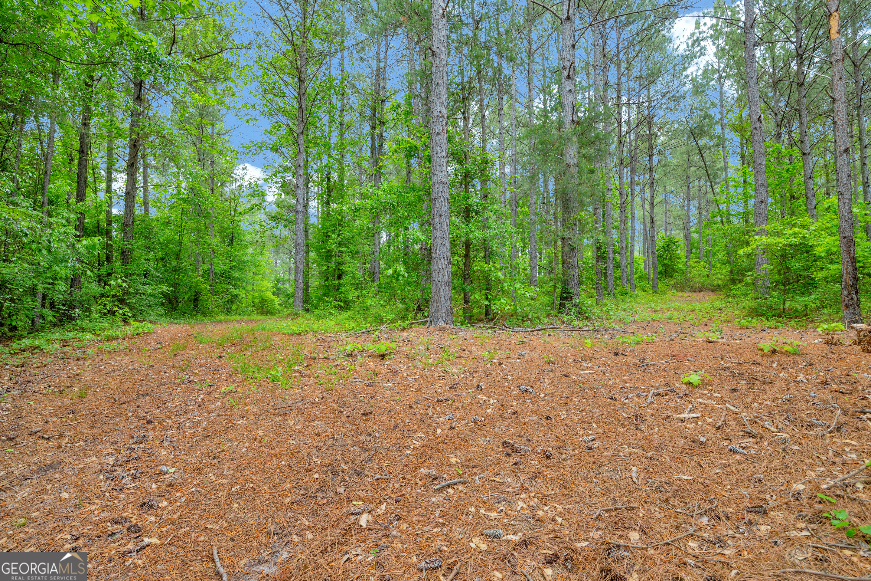 1120 Combs Avenue Martin, GA 30557 - Photo 34 of 56 a view of a yard with large trees