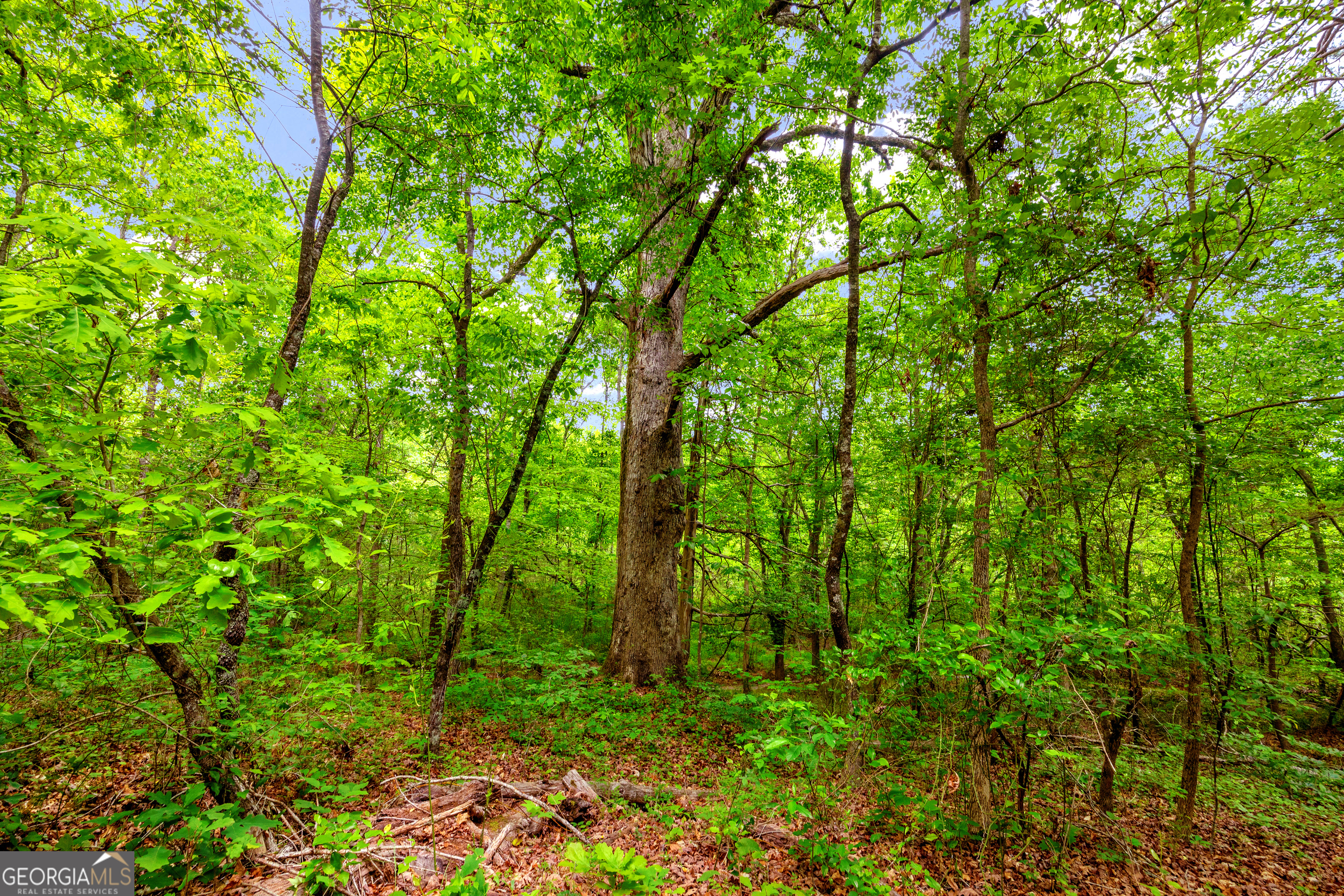 1120 Combs Avenue Martin, GA 30557 - Photo 36 of 56 a view of forest