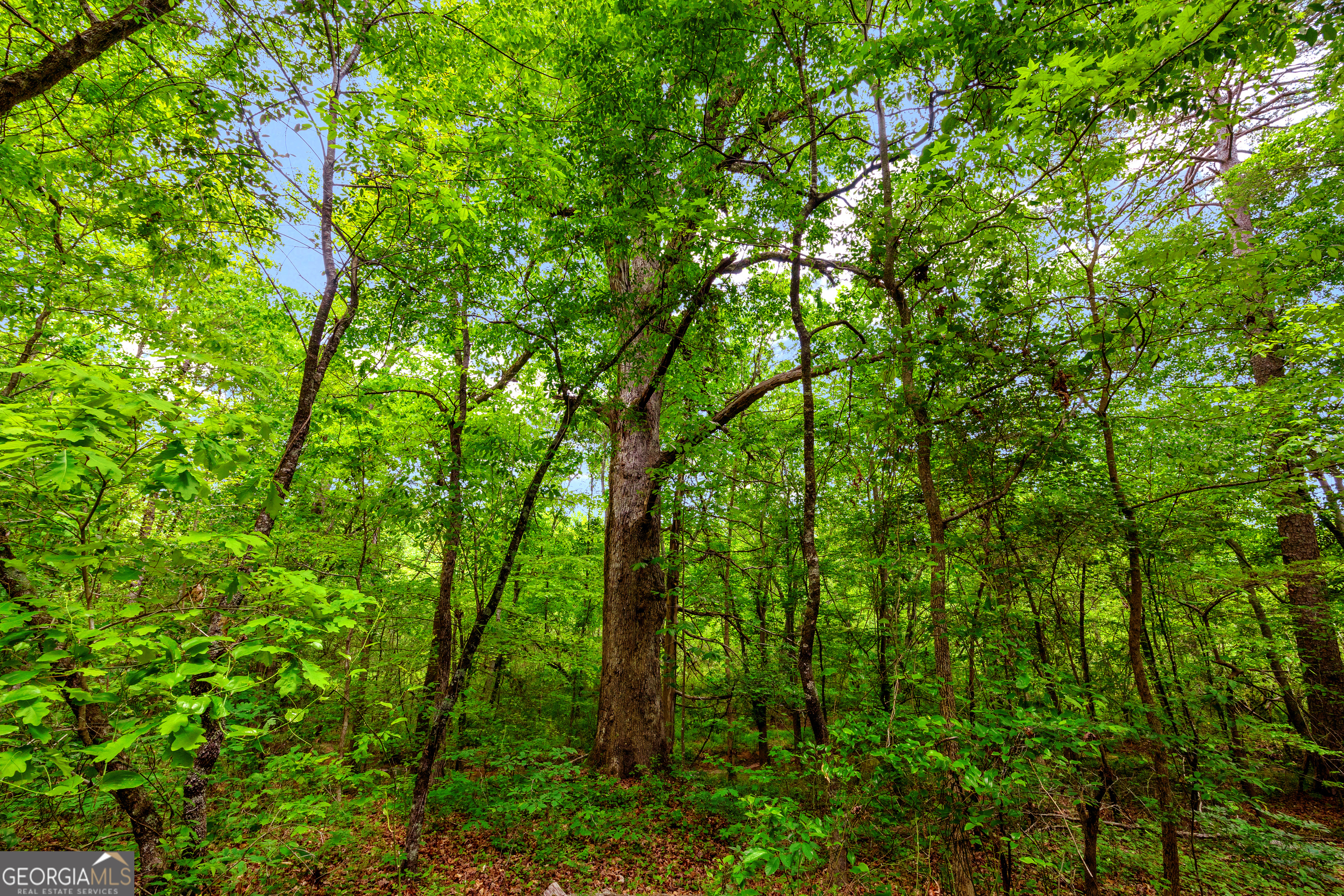 1120 Combs Avenue Martin, GA 30557 - Photo 37 of 56 a view of forest