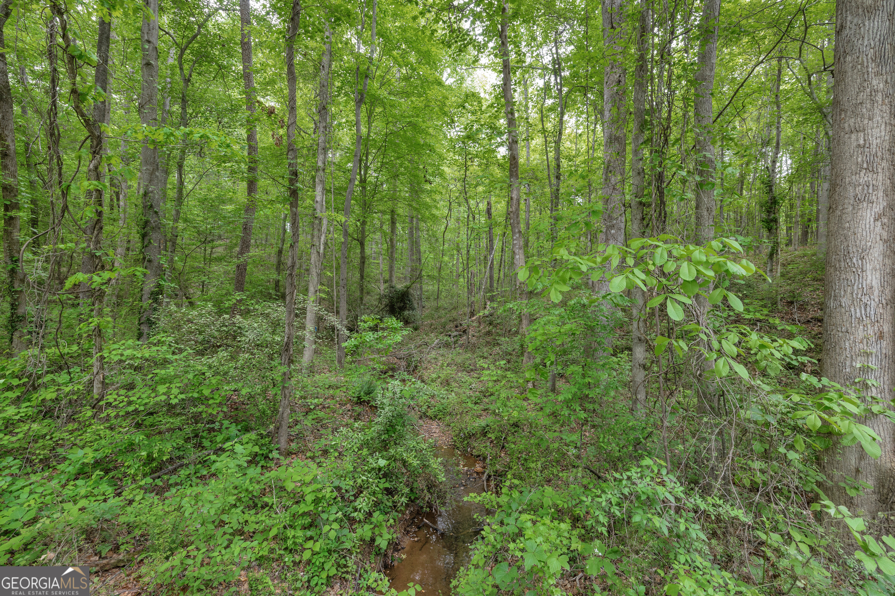 1120 Combs Avenue Martin, GA 30557 - Photo 45 of 56 a view of a lush green forest