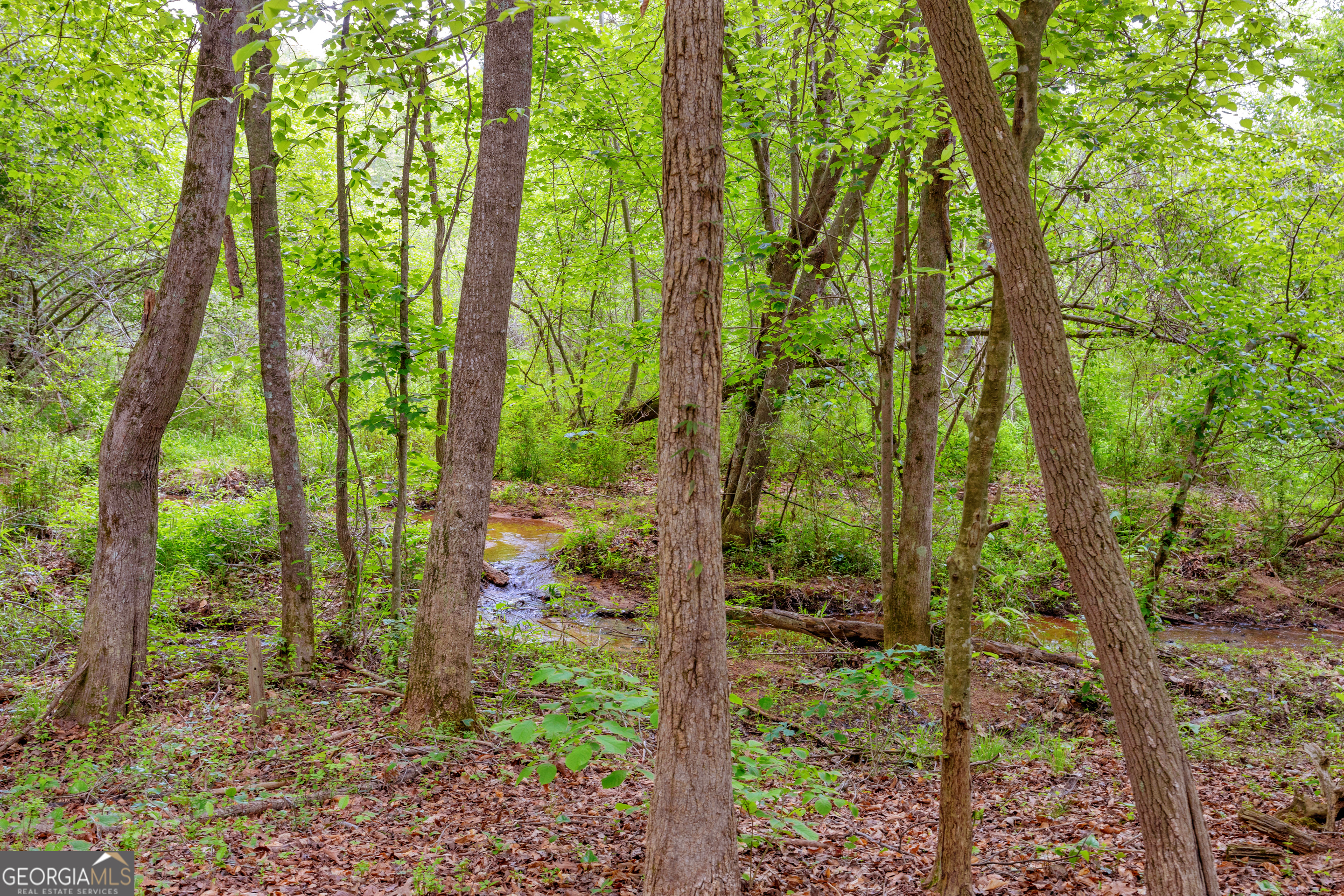 1120 Combs Avenue Martin, GA 30557 - Photo 56 of 56 a view of forest