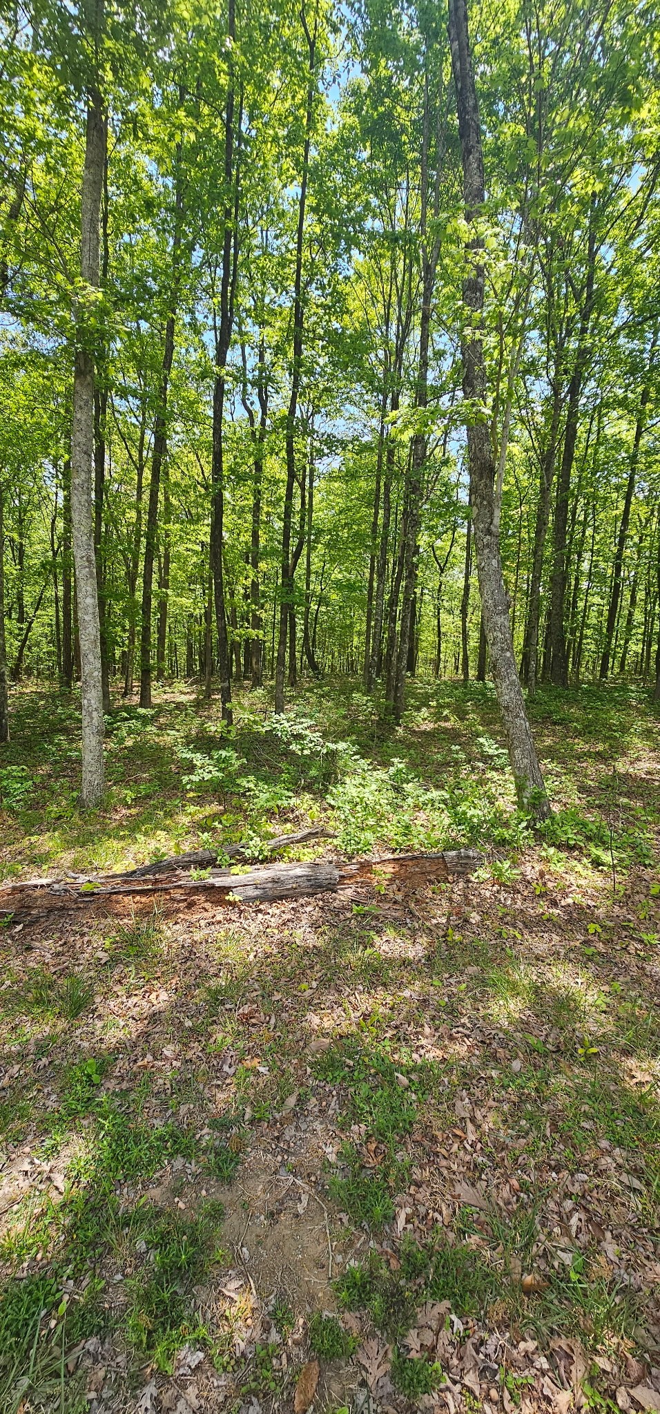 0 Twilight Trail Dunlap, TN 37327 - Photo 7 of 10 a view of a green field with lots of trees