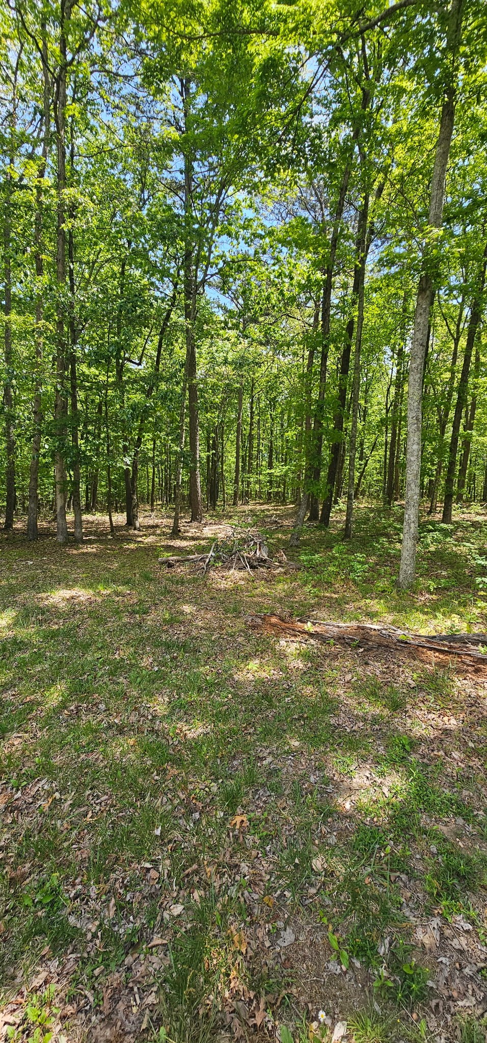 0 Twilight Trail Dunlap, TN 37327 - Photo 8 of 10 a big yard with lots of green space and plants