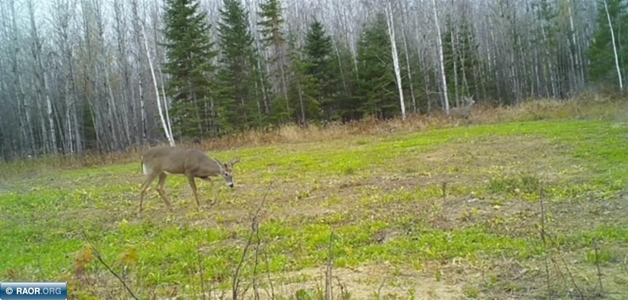 Tbd Mud Hole Road Side Lake, MN 55781 - Photo 5 of 24