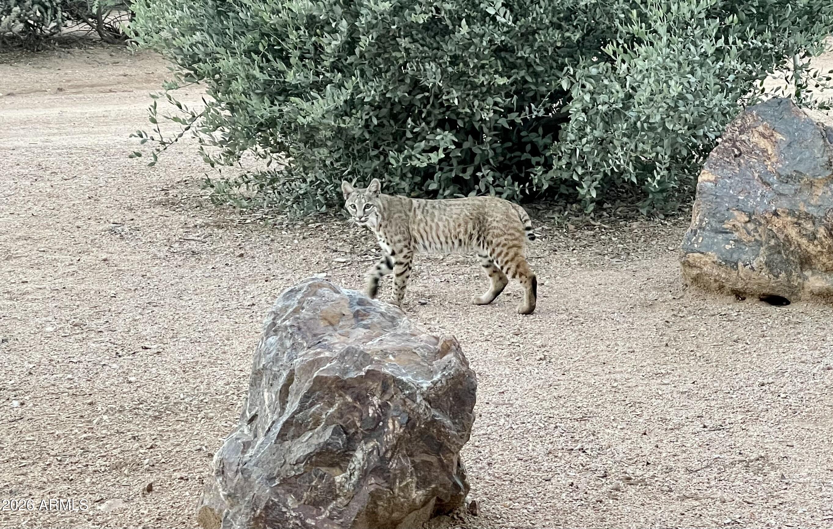 13906 East Montello Road Scottsdale, AZ 85262 - Photo 89 of 110 Desert Wildlife