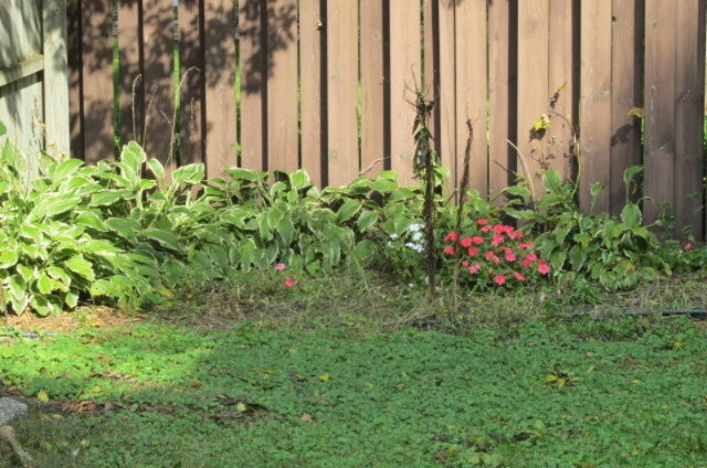 705 Topinabee Road Niles, MI 49120 - Photo 41 of 43 Back Yard & Fence