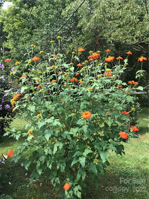 528 Padgettown Road Black Mountain, NC 28711 - Photo 10 of 37 a picture of tree