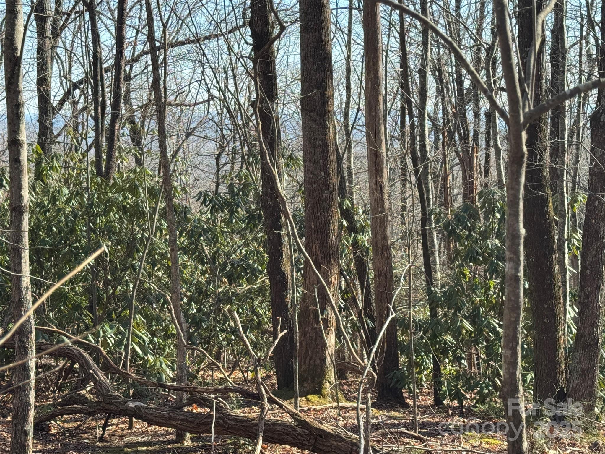 0 Judes Gap Road, Unit 3 Mill Spring, NC 28756 - Photo 3 of 5 a view of forest