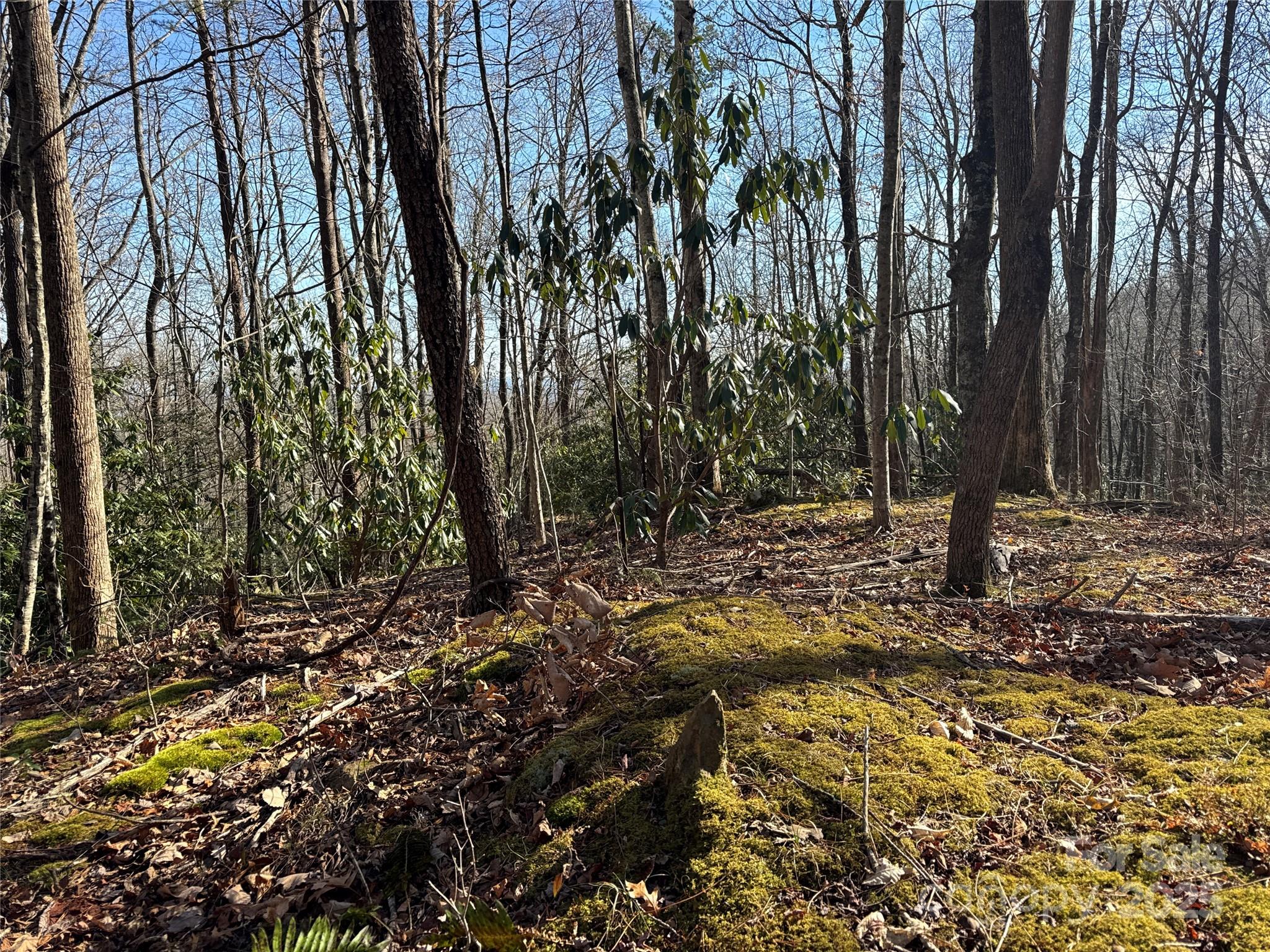 0 Judes Gap Road, Unit 3 Mill Spring, NC 28756 - Photo 5 of 5 a view of a yard with plants and trees