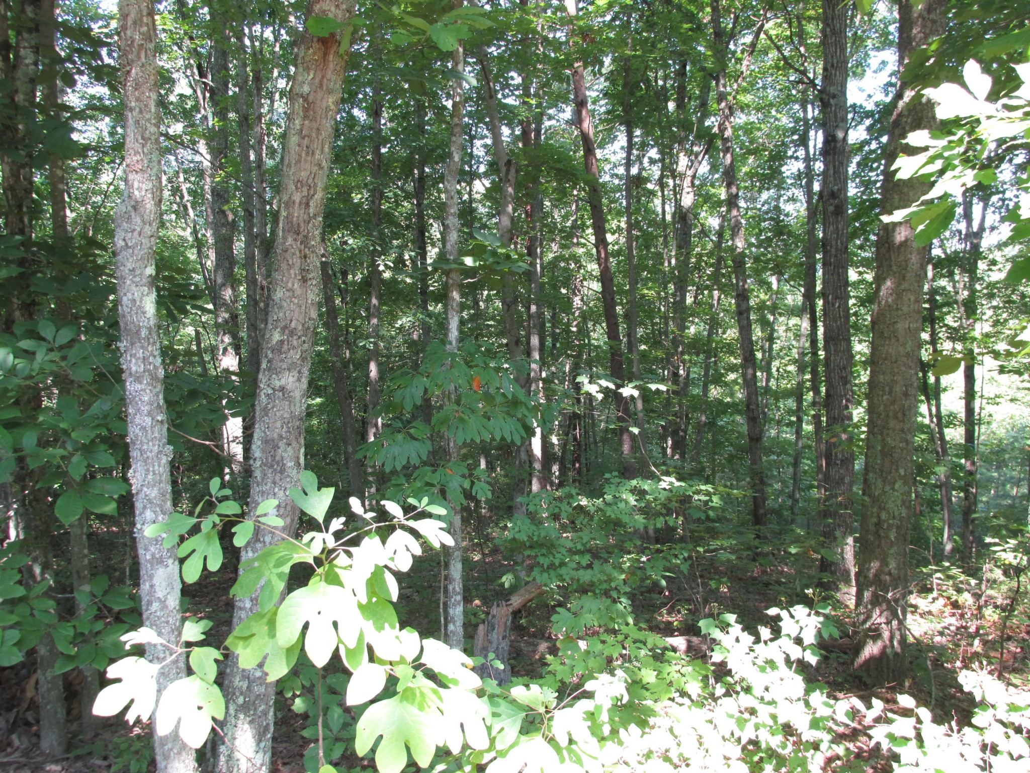 0 Old Chestnut Ridge Road Heiskell, TN 37754 - Photo 7 of 10 a view of flowers in bunch