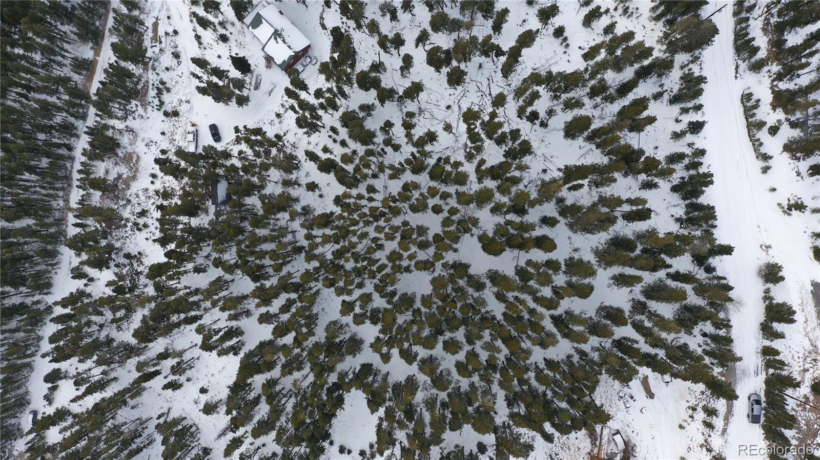 Lot 37 Vista Road Idaho Springs, CO 80452 - Photo 6 of 27 a close up of a plant