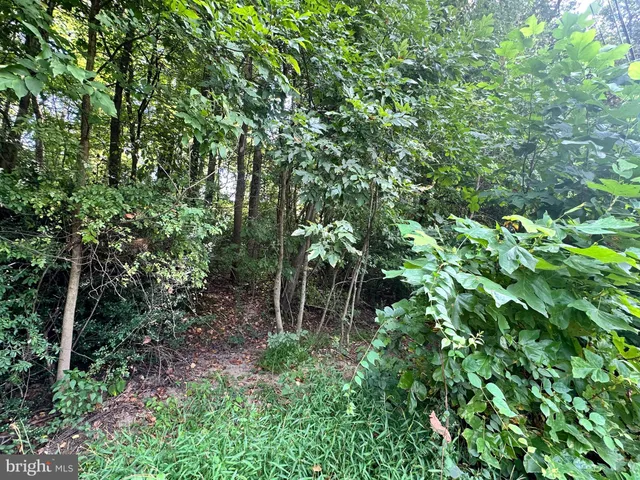 a view of a garden with plants