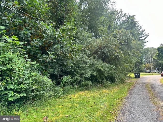 a view of a forest with a tree