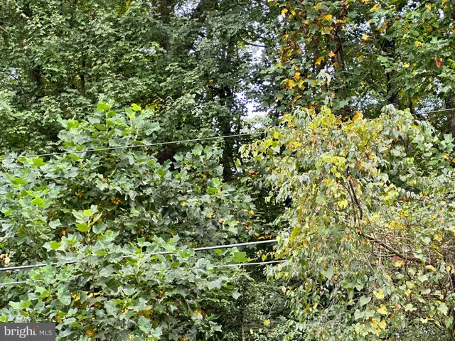 a view of a plant with a tree