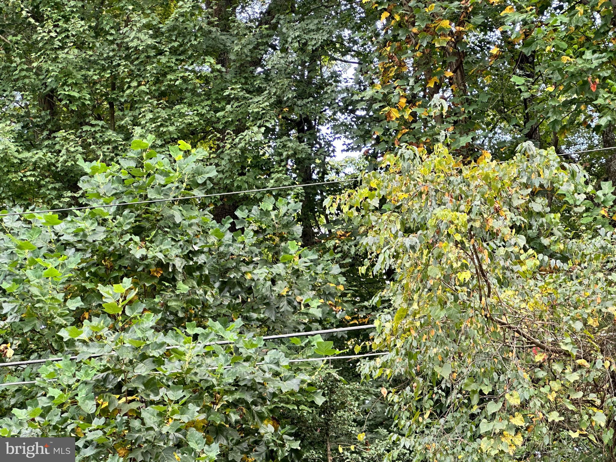 1 Elizabeth Street Elkton, MD 21921 - Photo 8 of 9 a view of a plant with a tree