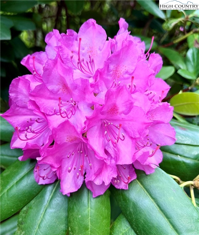 Boulder Creek Drive Boone, NC 28607 - Photo 7 of 10