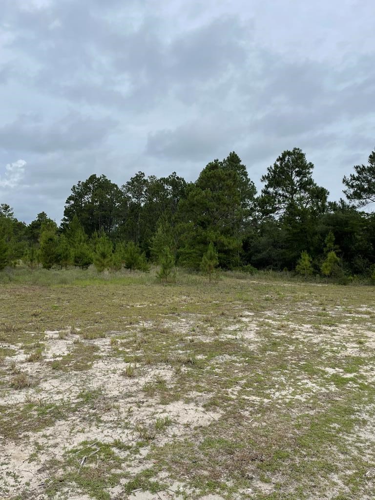2079 Lighthouse Road Carrabelle, FL 32322 - Photo 6 of 7 Gallery Image 6