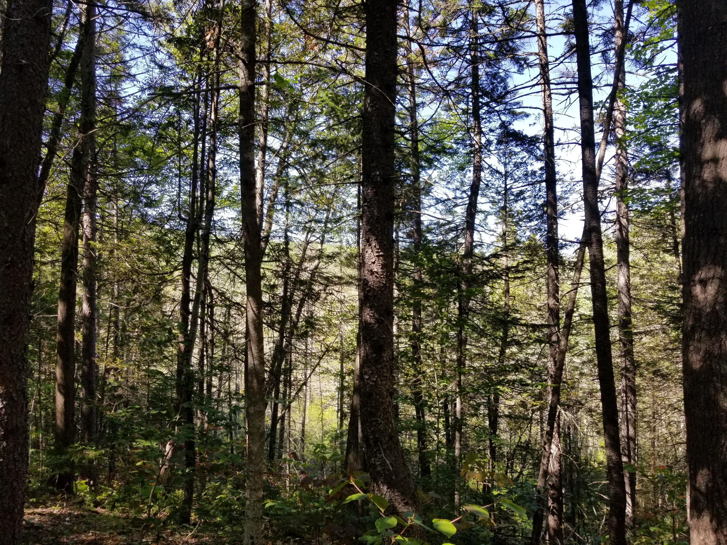 0 Weld Road Phillips, ME 04966 - Photo 20 of 47 20190905_140739