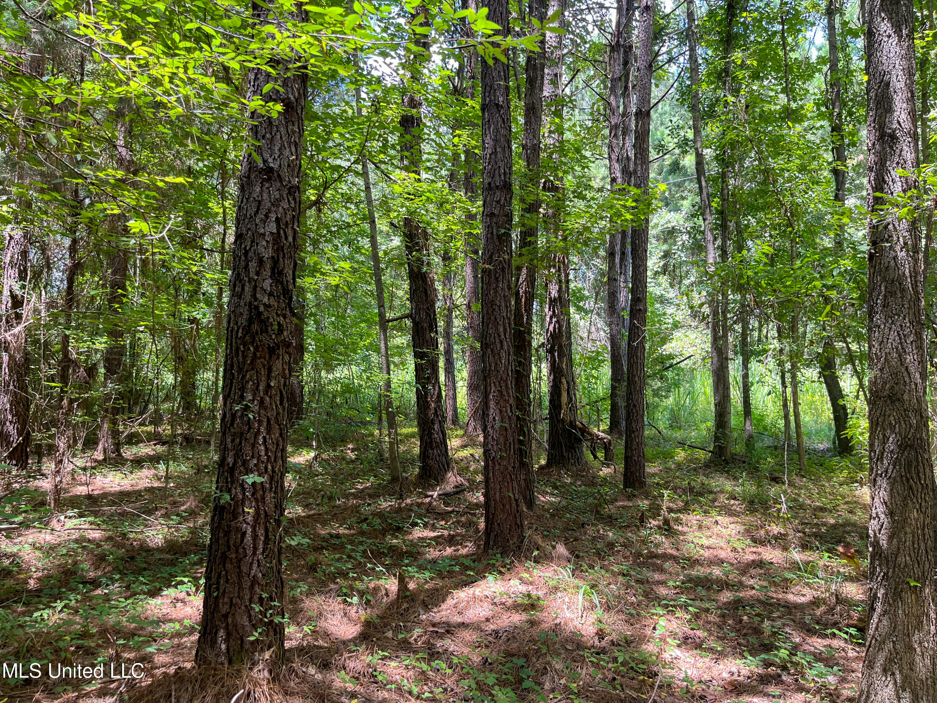 Shell Oil Road Road Brandon, MS 39042 - Photo 26 of 50 IMG_7841