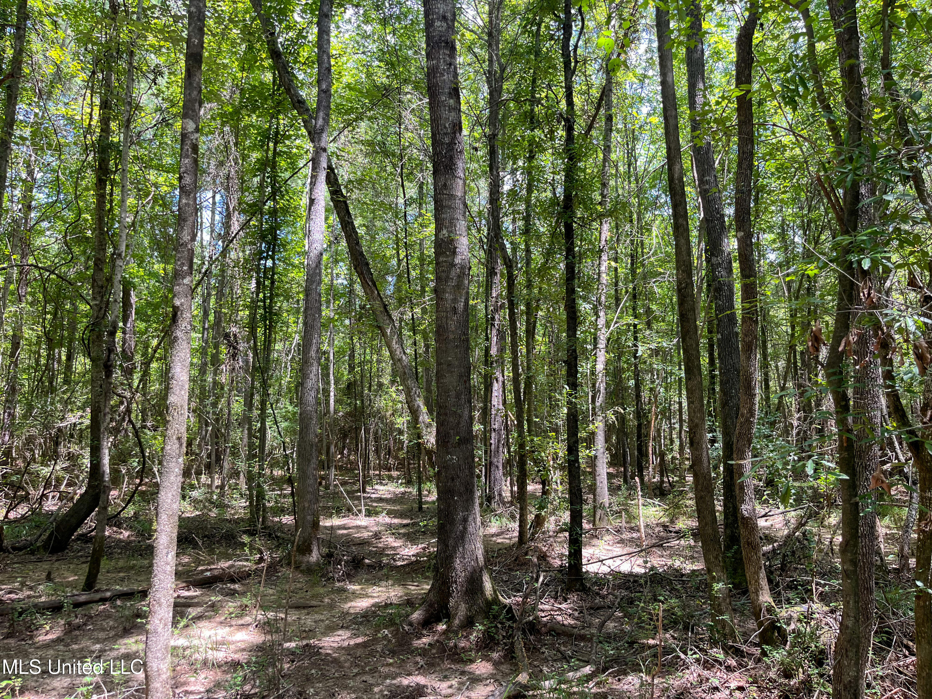 Shell Oil Road Road Brandon, MS 39042 - Photo 27 of 50 IMG_7825