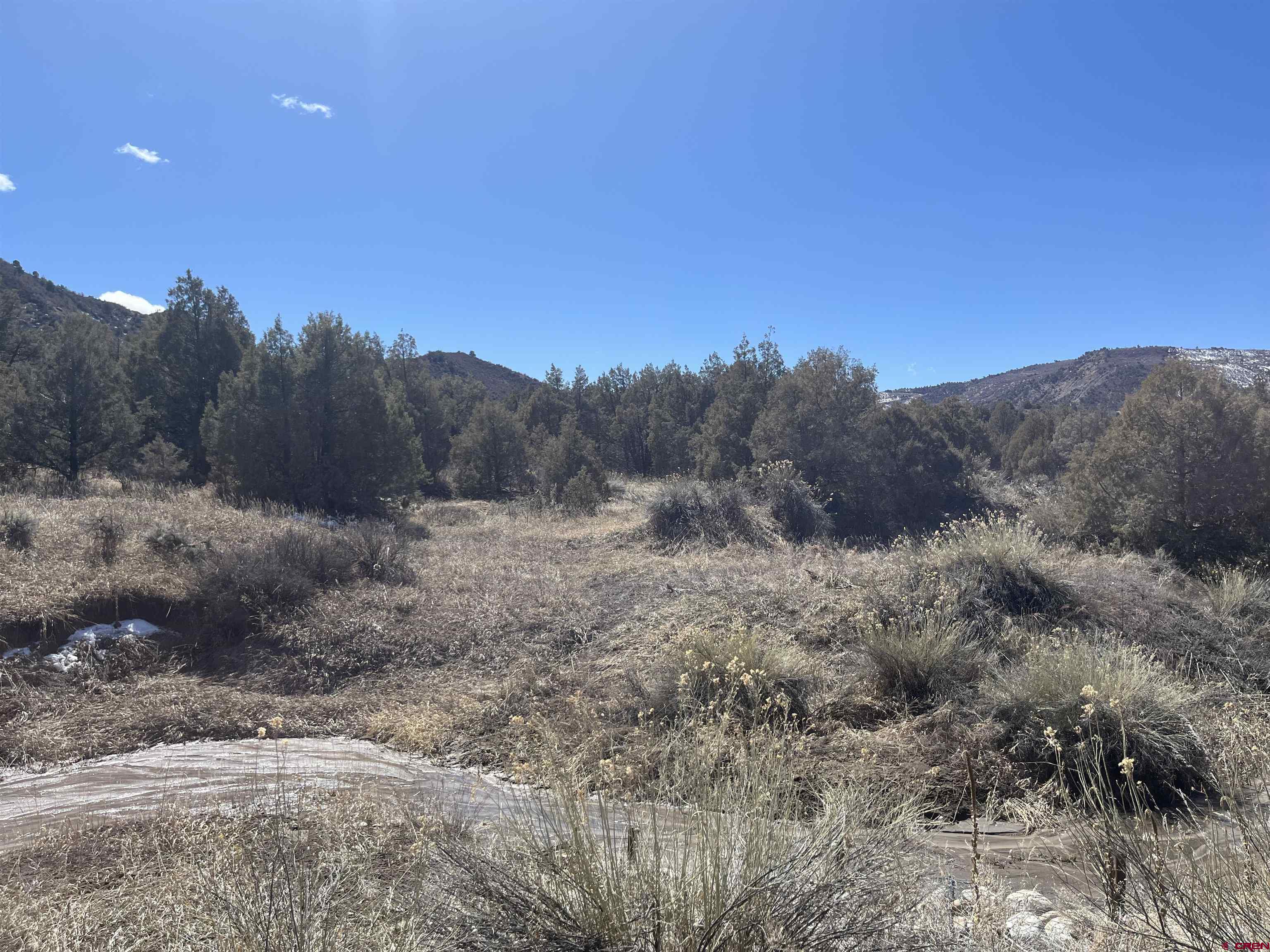 203 Lion Road Durango, CO 81303 - Photo 12 of 22 a view of a dry yard with trees