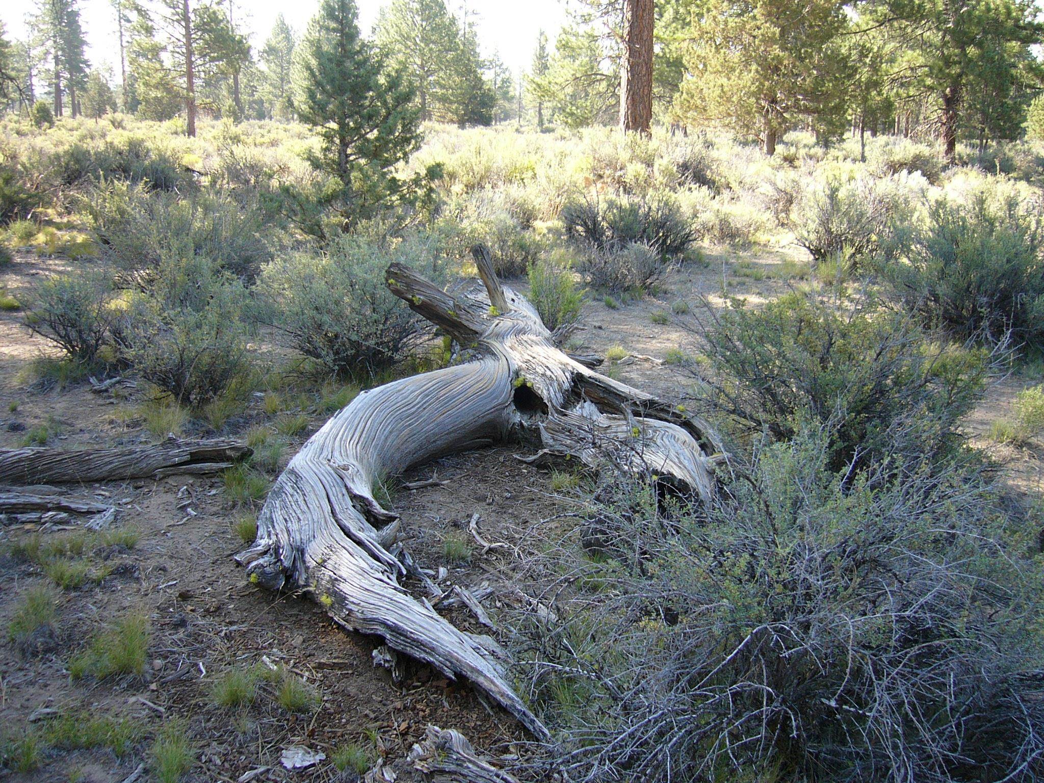 20 Acres Off Technor Robison Road Macdoel, CA 96058 - Photo 18 of 23 Gallery Image 18