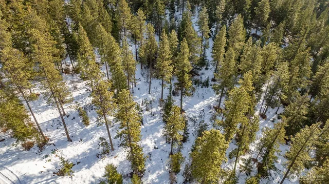 a close up of a tree