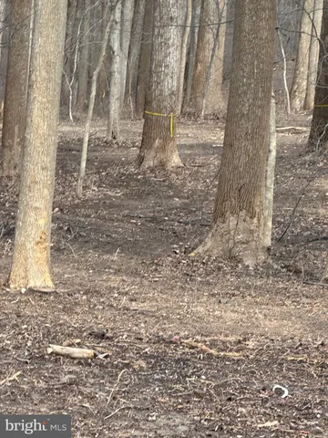a view of a backyard with large trees