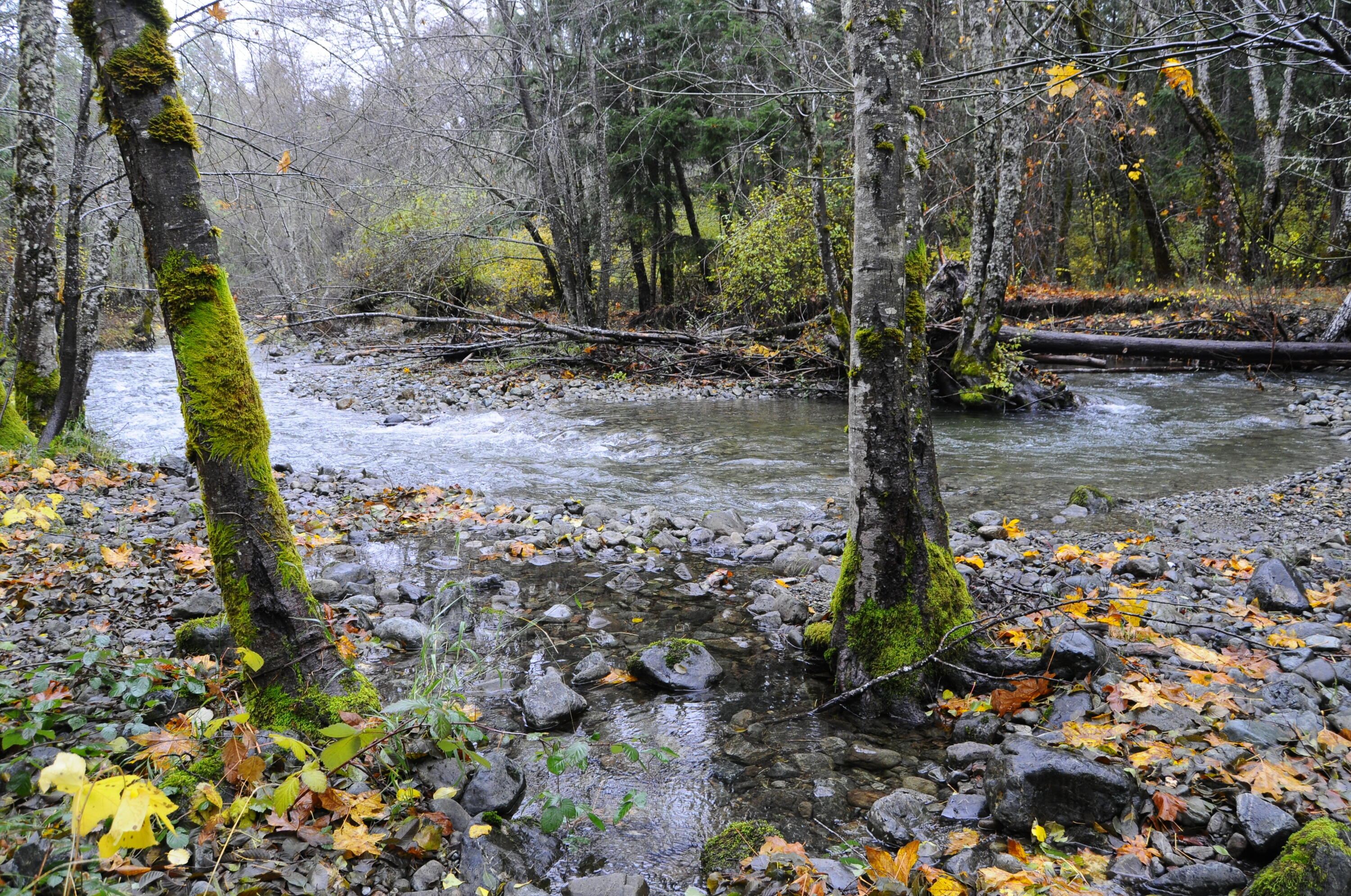 8843 Deer Creek Road Selma, OR 97538 - Photo 56 of 65 55