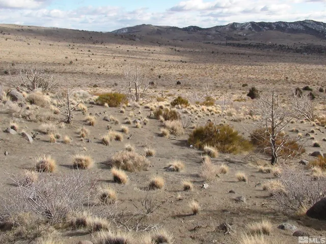 a view of a dry yard