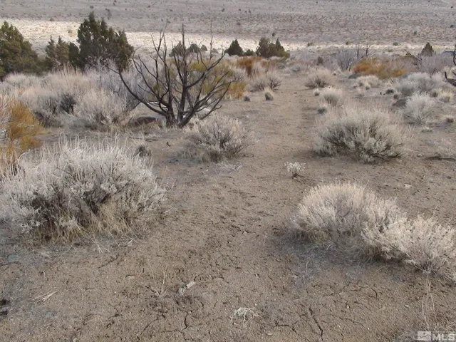 a view of a dry yard