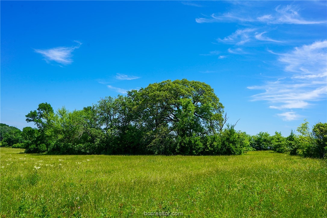 a view of a green yard