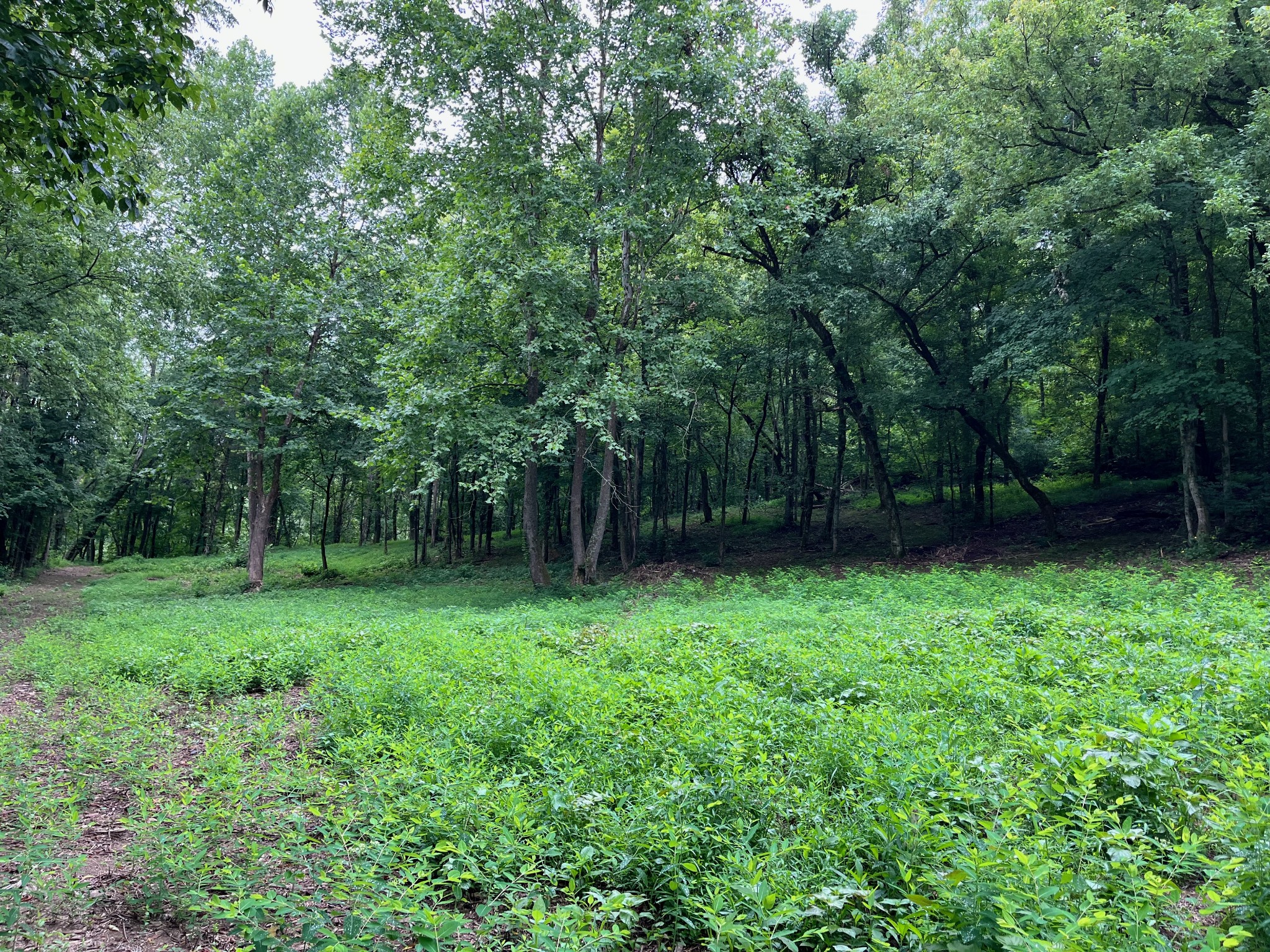 135 Dillehay Hollow Road Pleasant Shade, TN 37145 - Photo 36 of 47