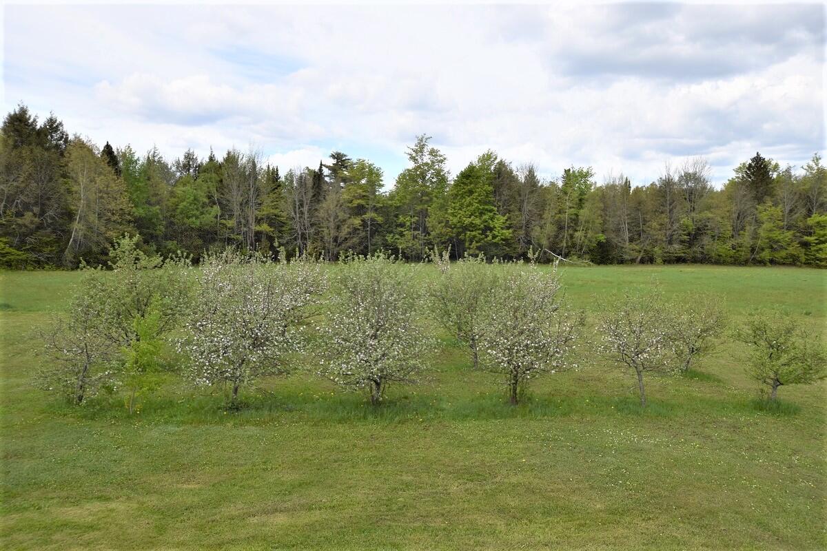 150 Maxwell Road Lee, ME 04455 - Photo 27 of 39 Macs, Cortlands, Golden Delicious...